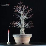 Acero Palmato Nishikigawa