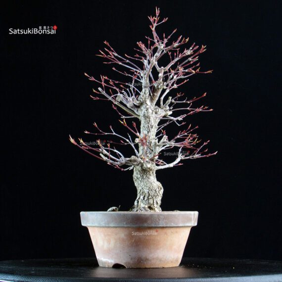 Acero Palmato Nishikigawa - immagine 2