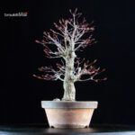 Acero Palmato Nishikigawa - immagine 3