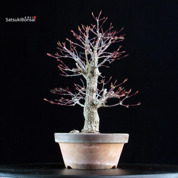 Acero Palmato Nishikigawa - immagine 3