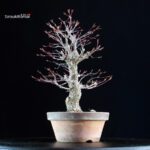 Acero Palmato Nishikigawa - immagine 4