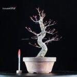 Acero Palmato Nishikigawa