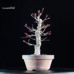 Acero Palmato Nishikigawa - immagine 2