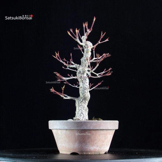 Acero Palmato Nishikigawa - immagine 2