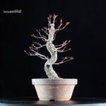 Acero Palmato Nishikigawa - immagine 3