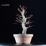 Acero Palmato Nishikigawa - immagine 4