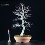 Acero palmato Deshojo