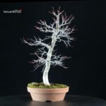 Acero palmato Deshojo - immagine 3