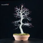 Acero palmato Deshojo - immagine 4