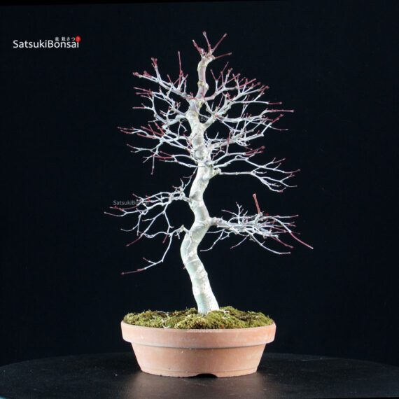 Acero palmato Deshojo - immagine 4