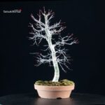 Acero palmato Deshojo - immagine 5