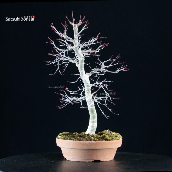 Acero palmato Deshojo - immagine 5