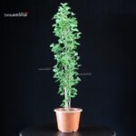 Ginkgo Biloba