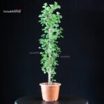 Ginkgo Biloba - immagine 2