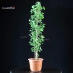 Ginkgo Biloba - immagine 3