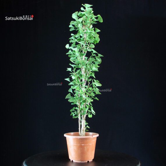 Ginkgo Biloba - immagine 3