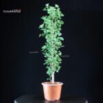 Ginkgo Biloba - immagine 4