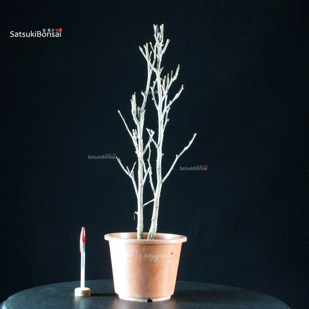 5983_1-Ginkgo-Biloba Ginkgo Biloba - immagine 1