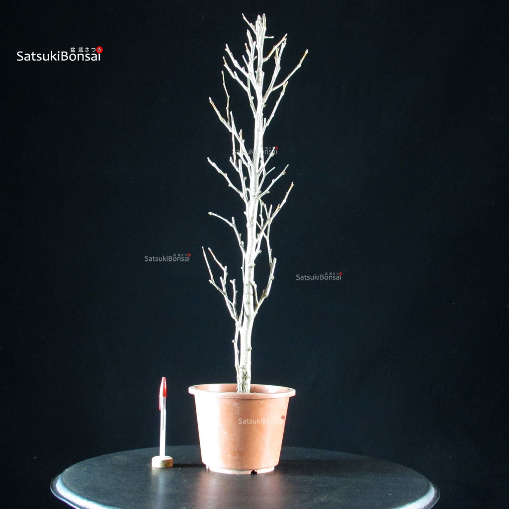 5984_1-Ginkgo-Biloba Ginkgo Biloba - immagine 1