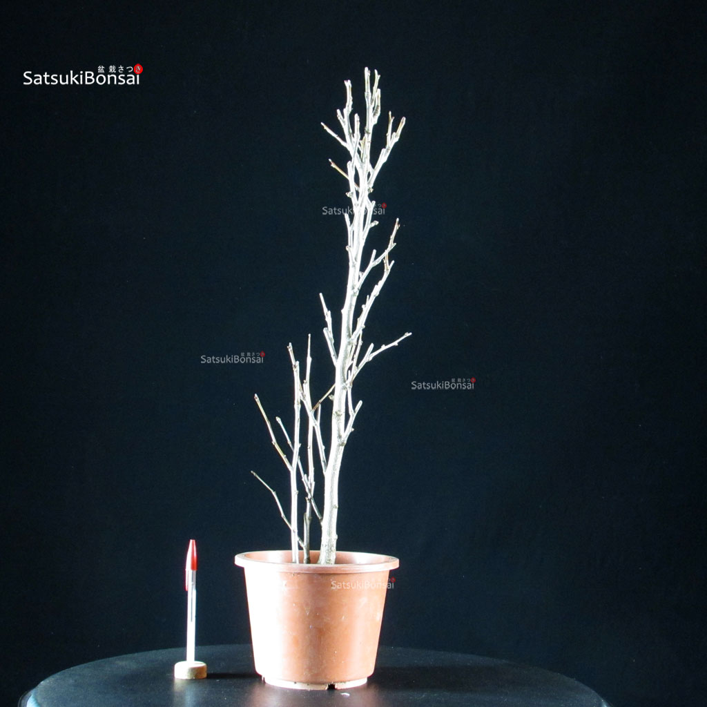 5985_1-Ginkgo-Biloba Ginkgo Biloba - immagine 1