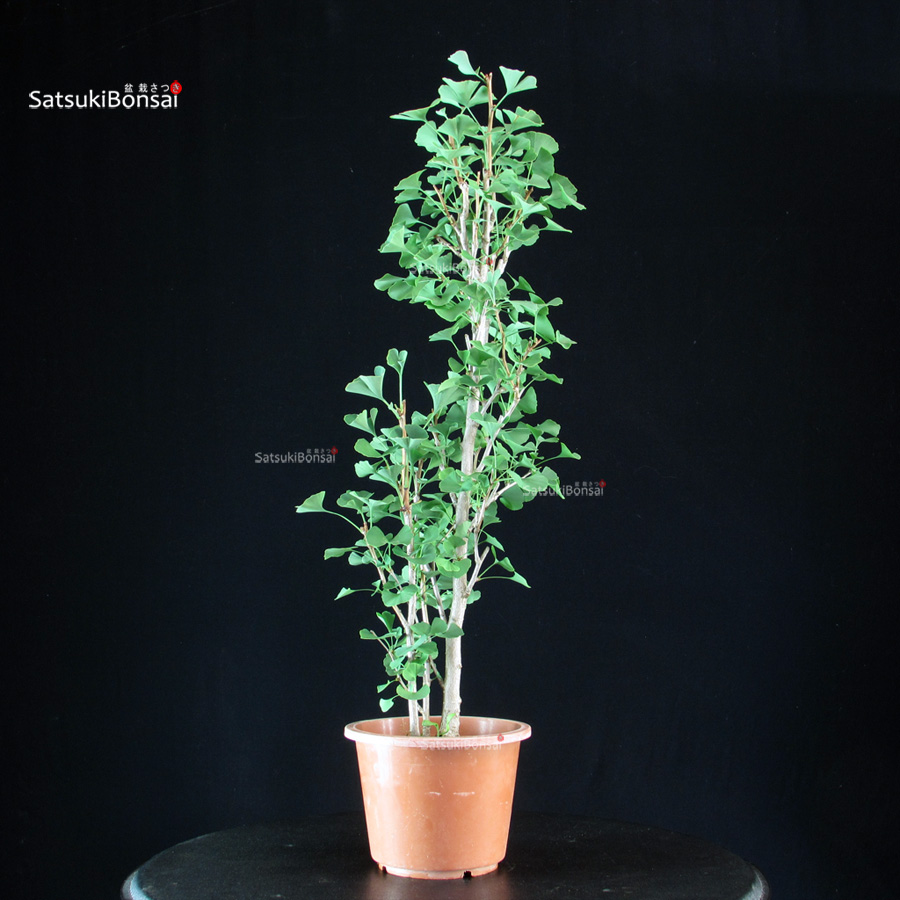 5985_5-Ginkgo-Biloba Ginkgo Biloba - immagine 1
