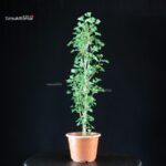 Ginkgo Biloba - immagine 2