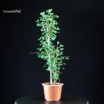 Ginkgo Biloba - immagine 3