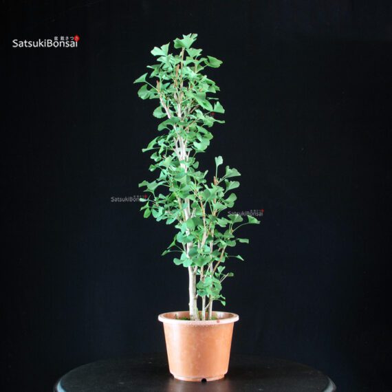 Ginkgo Biloba - immagine 3