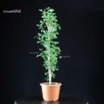 Ginkgo Biloba - immagine 4