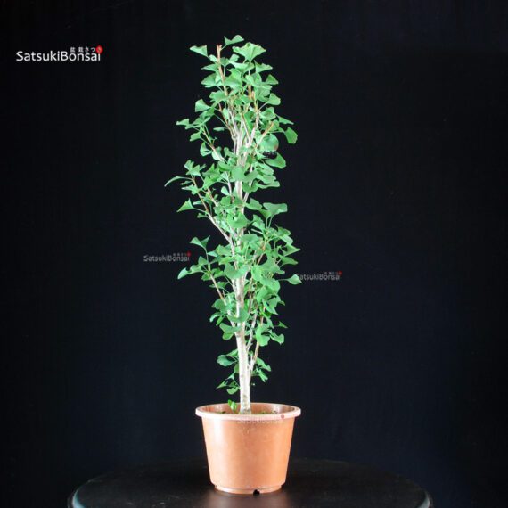 Ginkgo Biloba - immagine 4