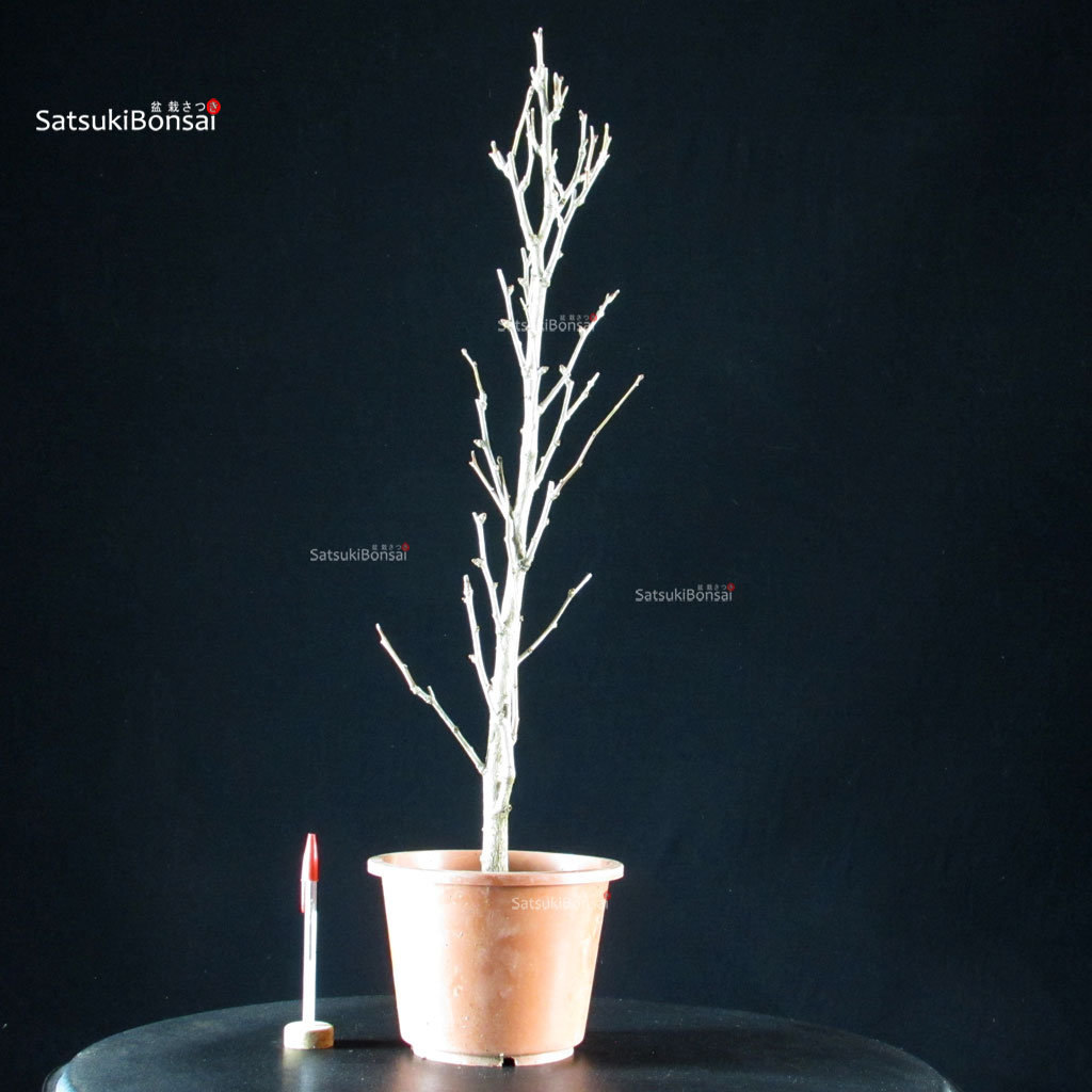 5986_1-Ginkgo-Biloba Ginkgo Biloba - immagine 1