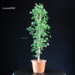 Ginkgo Biloba