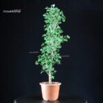 Ginkgo Biloba - immagine 2