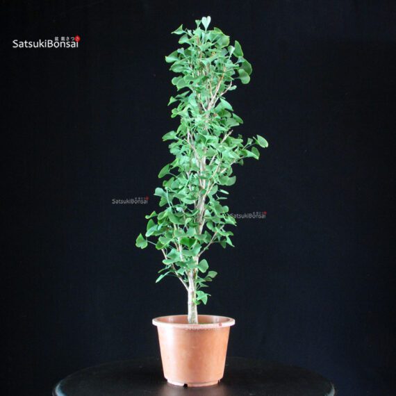 Ginkgo Biloba - immagine 2