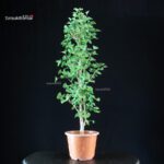 Ginkgo Biloba - immagine 3