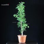 Ginkgo Biloba - immagine 4