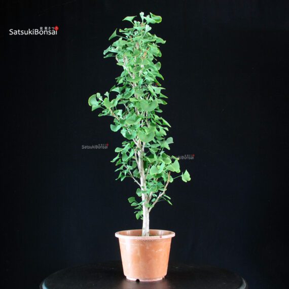 Ginkgo Biloba - immagine 4