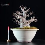 Ilex serrata femmina