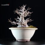 Ilex serrata femmina - immagine 3