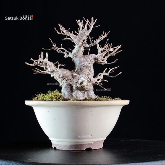 Ilex serrata femmina - immagine 4