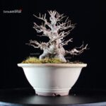 Ilex serrata femmina - immagine 5