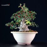 Ilex serrata femmina