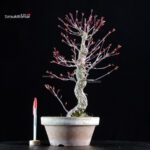 Acero Palmato Nishikigawa