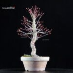 Acero Palmato Nishikigawa - immagine 2