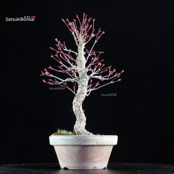 Acero Palmato Nishikigawa - immagine 2