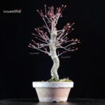 Acero Palmato Nishikigawa - immagine 4