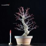 Acero Palmato Nishikigawa