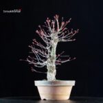 Acero Palmato Nishikigawa - immagine 2