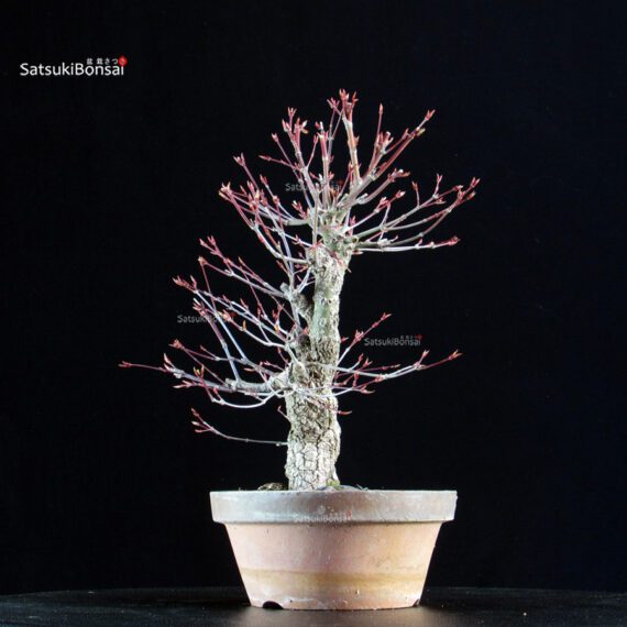 Acero Palmato Nishikigawa - immagine 2