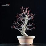 Acero Palmato Nishikigawa - immagine 3